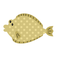 Polka dot flounder