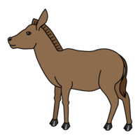 Donkey