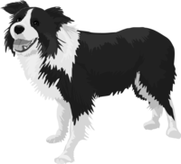 Border-Collie's black and white monochrome and cool dog
