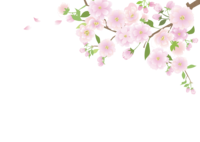 リアル綺麗な桜の枝イラスト散る花びら飾り背景なし 透過 イラスト素材 超多くの無料かわいいイラスト素材