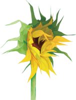 Sunflower bud illustration (fashionable and beautiful real edition)