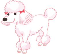 Toy Poodle (fashionable cut) Cute dog