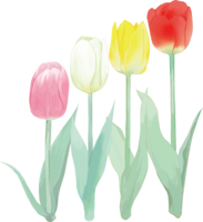 リアル綺麗チューリップイラスト(背の順で並ぶピンク-白-黄-赤の４輪花