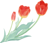 リアル綺麗チューリップイラスト(3本の赤い花が右に傾く