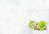 Background of butterbur sprout in the snow