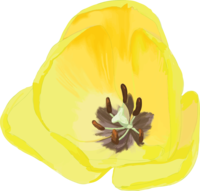 Real beautiful tulip illustration (enlarged yellow flower pistil stamen