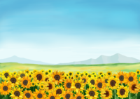 広大な向日葵畑-夏の背景