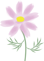 Akisakura (Cosmos) (Flower) Summer