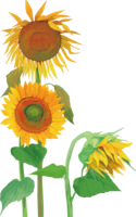 Brown sunflower illustration (fashionable and beautiful real edition)