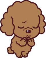 Toy Poodle (apologizes) cute dog