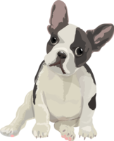 French bull dog