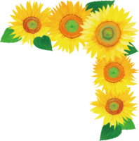 Sunflower large flower-upper right corner decoration illustration (fashionable and beautiful real edition)