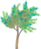 シンプルな木-カヤの木