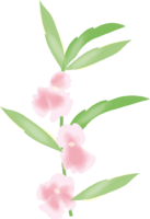 鳳仙花(ほうせんか)(花)夏