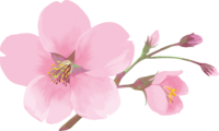 リアル綺麗な桜の枝イラスト-1輪の花と咲きそうな蕾飾り背景なし(透過