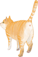 Cat (mixed hybrid with tiger pattern) Turn your butt