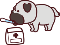 Pug takes medicine-cute dog