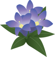 gentian-flower