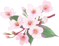 Real beautiful cherry blossom branch illustration-more green leaves decoration No background (transparent)