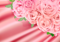 Cloth and pink rose-background