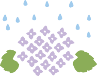 紫色绣球花花瓣和雨粒