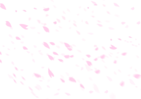 Cherry blossom background Transparent illustration No background (petals scatter beautifully)