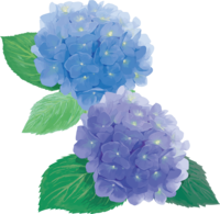 Fashionable and beautiful purple and blue hydrangea illustration (rainy season)