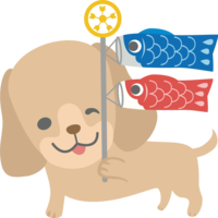 Dachshund (dog) is a cute animal with a carp streamer