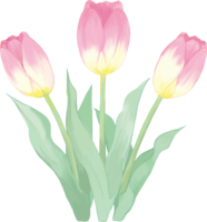 Real beautiful tulip illustration (pink flowers line up in a fan shape