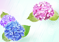 Pink blue watercolor handwritten style beautiful hydrangea background