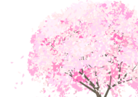 Background transparent illustration of cherry blossoms and petals (whole tree without background of cherry blossom tree)