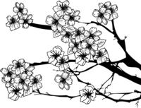 黑白樱花插图时尚(树枝和花瓣)