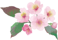 リアル綺麗な桜の枝イラスト-咲き終わりそうな飾り背景なし(透過