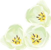 Real beautiful tulip illustration (white flowers seen from above
