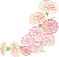 Fashionable and beautiful carnation illustration (lower right corner decoration Generous style