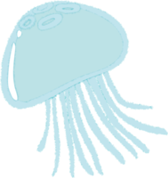 jellyfish / sea