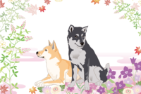 Background of two Shiba Inu, black and brown