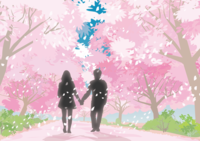 Silhouette background to see the cherry blossom tree path