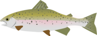 Rainbow trout-Fish