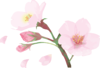 Real beautiful cherry blossom branch illustration Scattered petal decoration No background (transparent)
