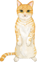 Cat (mixed hybrid with tiger pattern) Standing on two legs