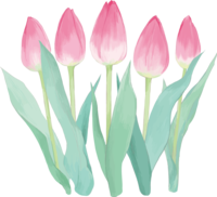 リアル綺麗チューリップイラスト(ピンクの咲く前の蕾が５本並ぶ