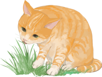 猫(トラ柄の雑種ミックス)草を食べる