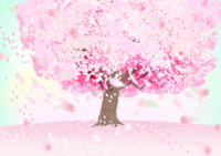 Background of cherry tree petals fluttering in the wind