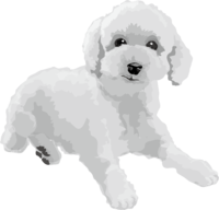 トイプードルの白黒モノクロでかっこいい犬
