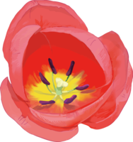 真实漂亮的郁金香插图(红花的放大雌蕊和雄蕊