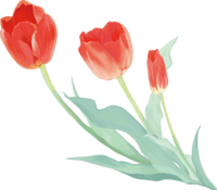 真实漂亮的郁金香插图(向左倾斜的红色三朵花