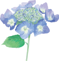 Fashionable and beautiful single blue (thin) hydrangea illustration (rainy season)