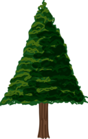 木-シンプルなヒマラヤ杉
