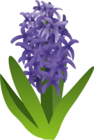 Hyacinth-Flowers